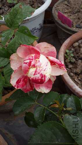 20160506_131004.jpg