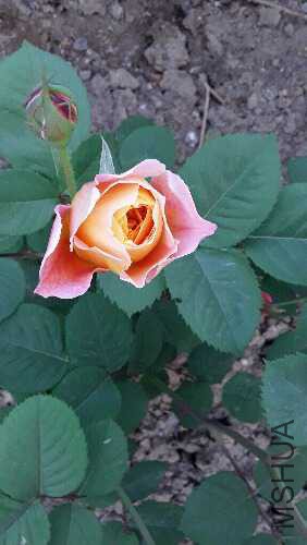 20160422_072603.jpg