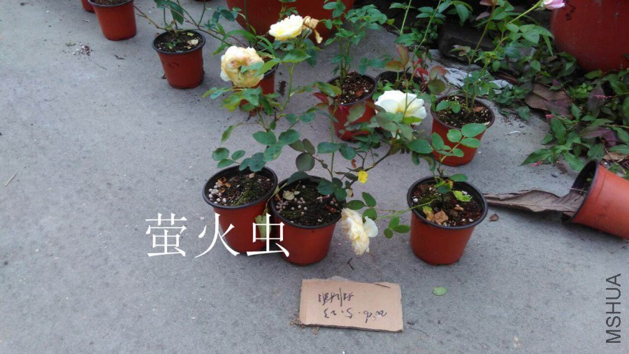 QQͼƬ20160523201502.jpg