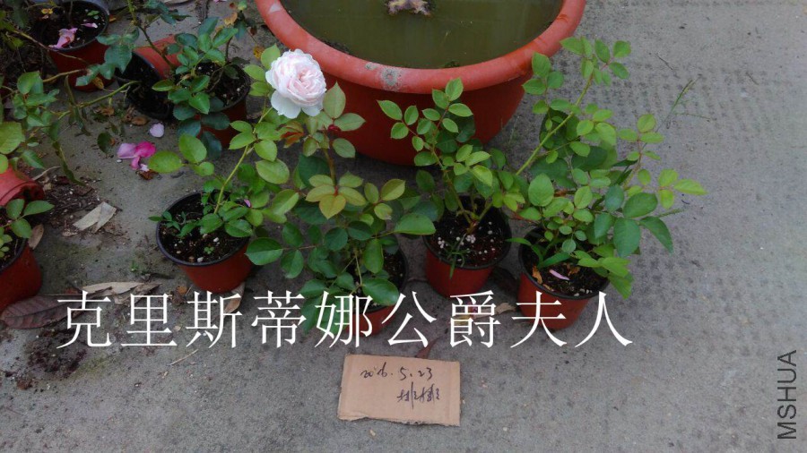 QQͼƬ20160523201505.jpg