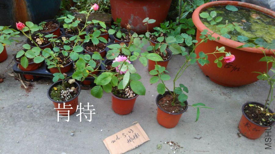 QQͼƬ20160523201508.jpg