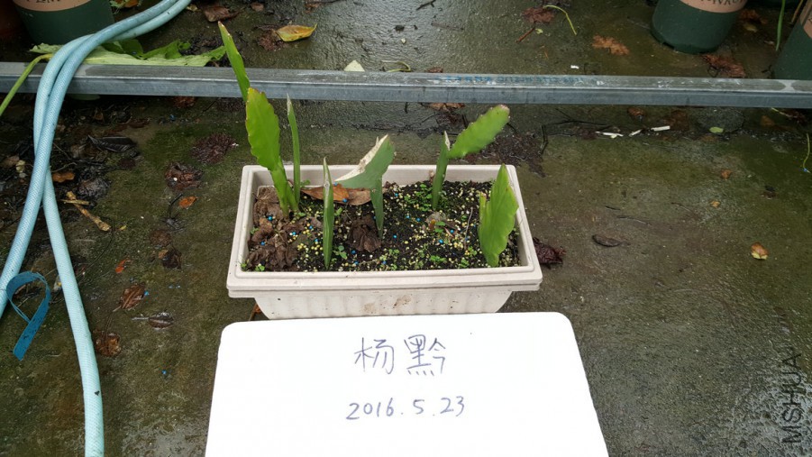 20160523_174540_1.jpg