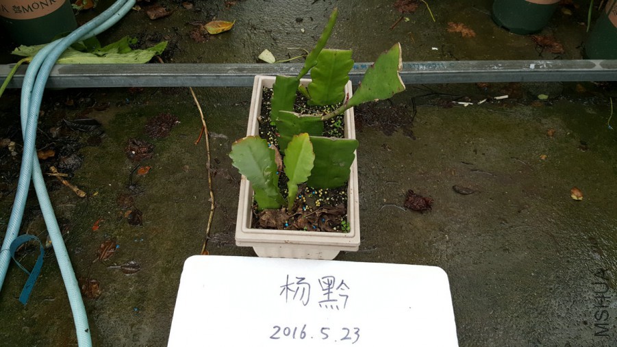 20160523_174553_1.jpg