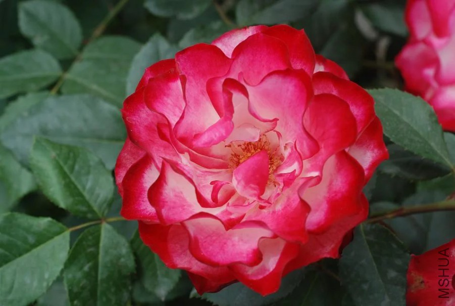 psb (29).jpg