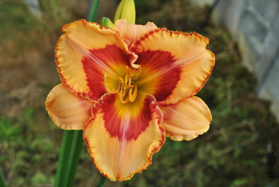 F1��864���ֱ��� (2).jpg