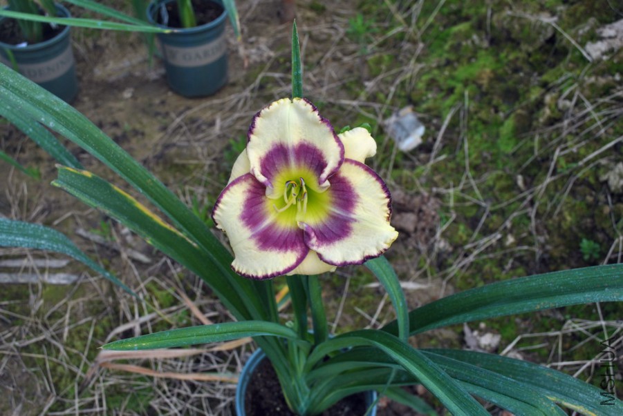 F1��892���α��� (4).jpg