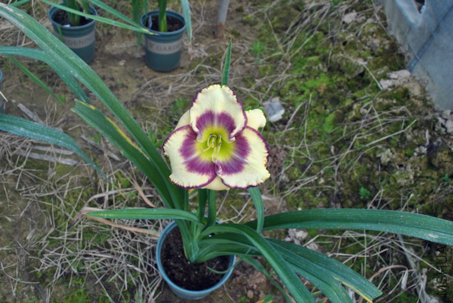 F1��892���α��� (3).jpg