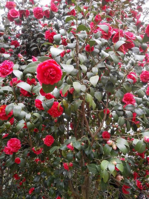 IMG_20160305_144812.jpg