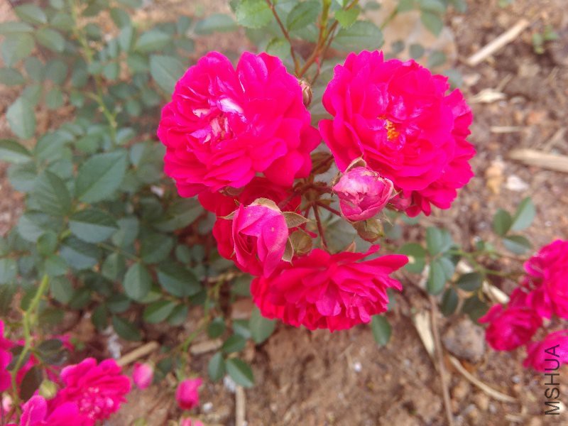 IMG_20160521_072615.jpg
