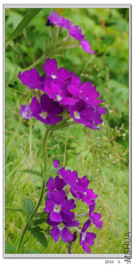 2016052411.jpg