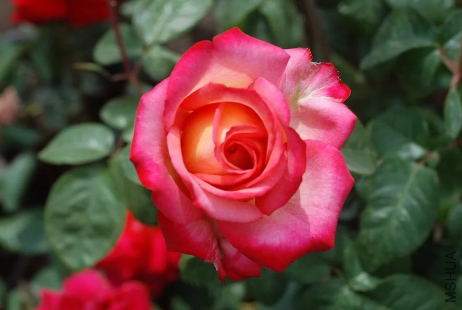 psb (22).jpg
