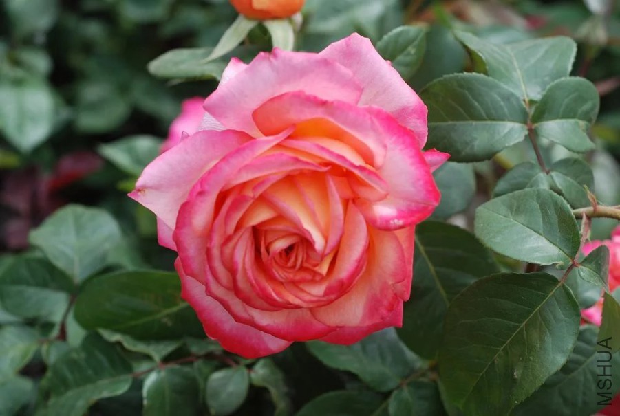 psb (23).jpg