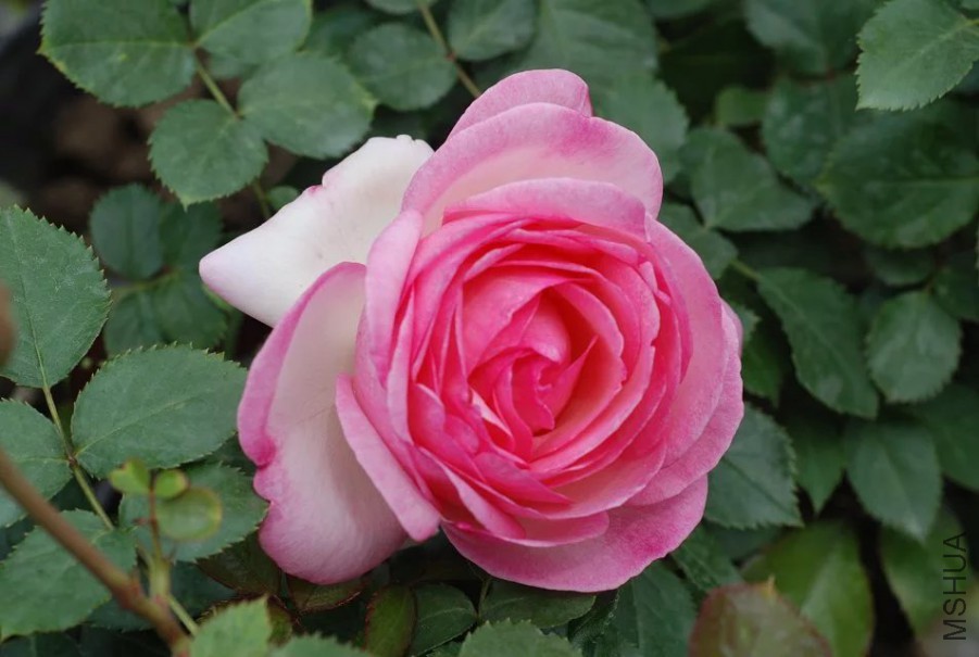psb (19).jpg