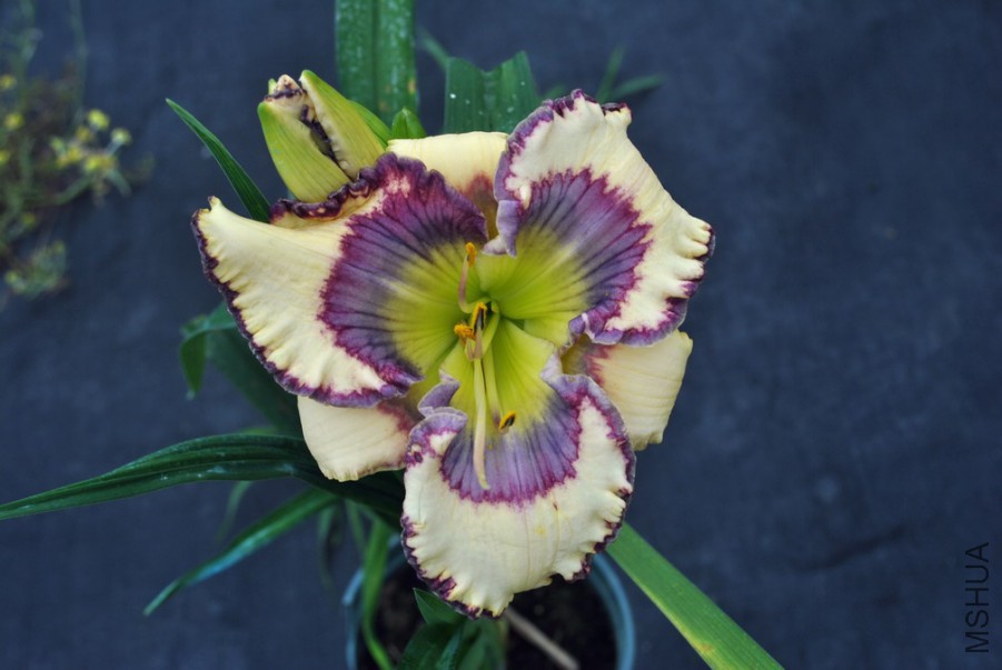 �������� (4).jpg