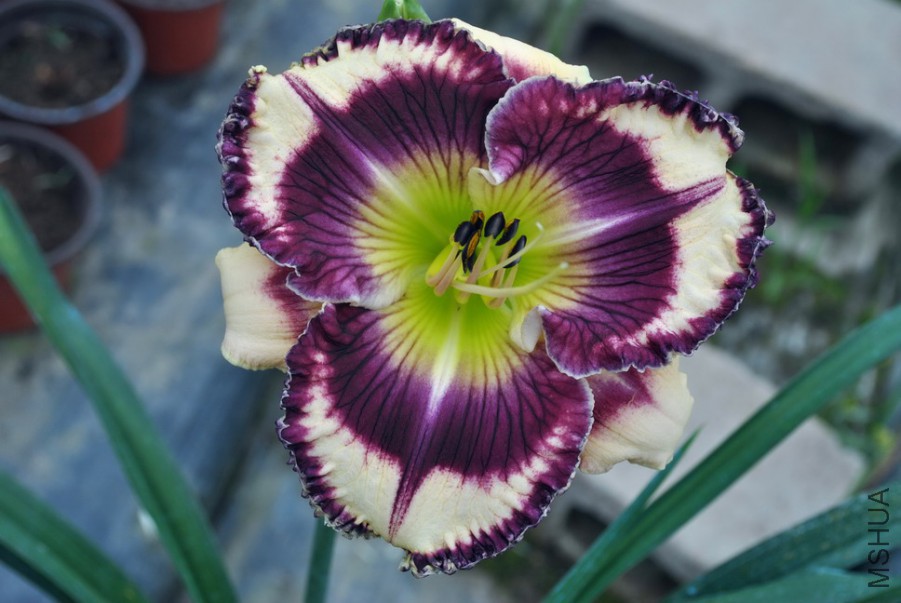 F1��898�ѳ����� (4).jpg