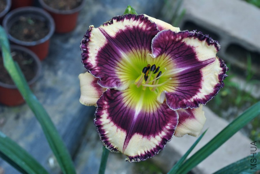 F1��898�ѳ����� (6).jpg