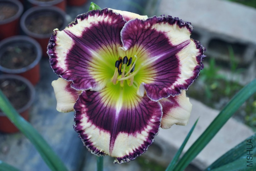 F1��898�ѳ����� (3).jpg