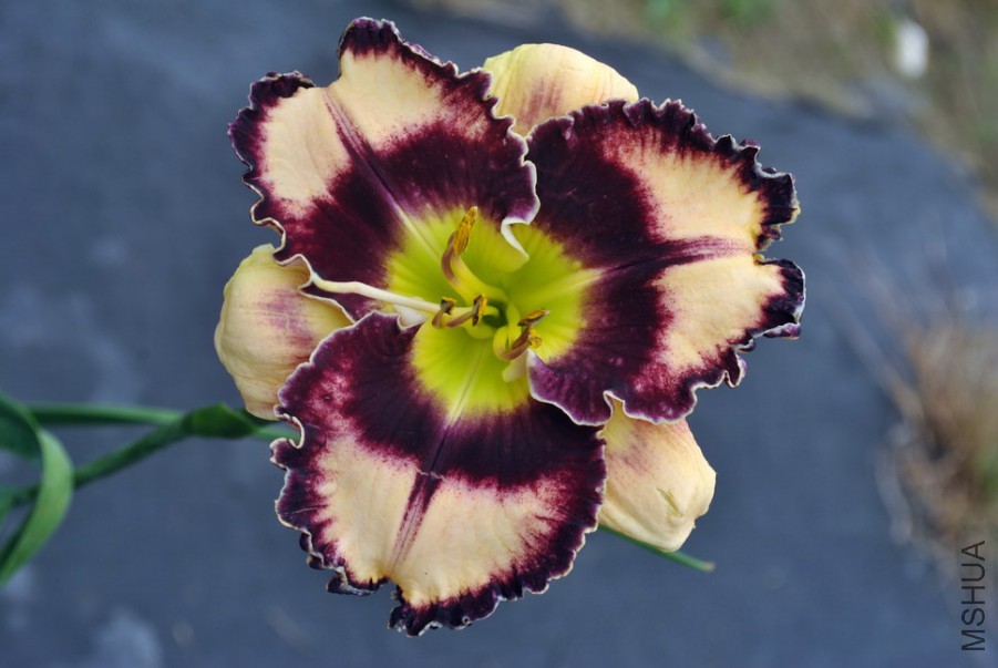 F1��951ħ������ (2).jpg