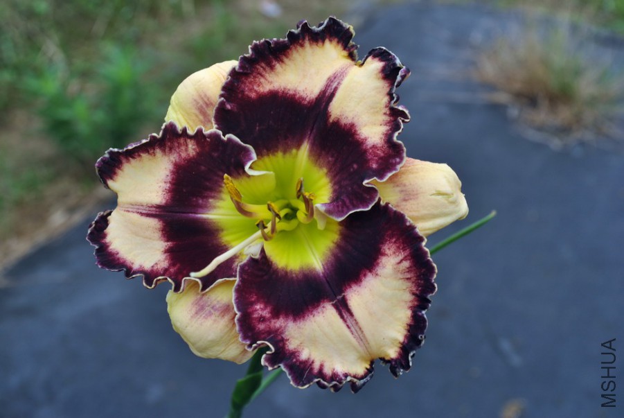 F1��951ħ������ (3).jpg