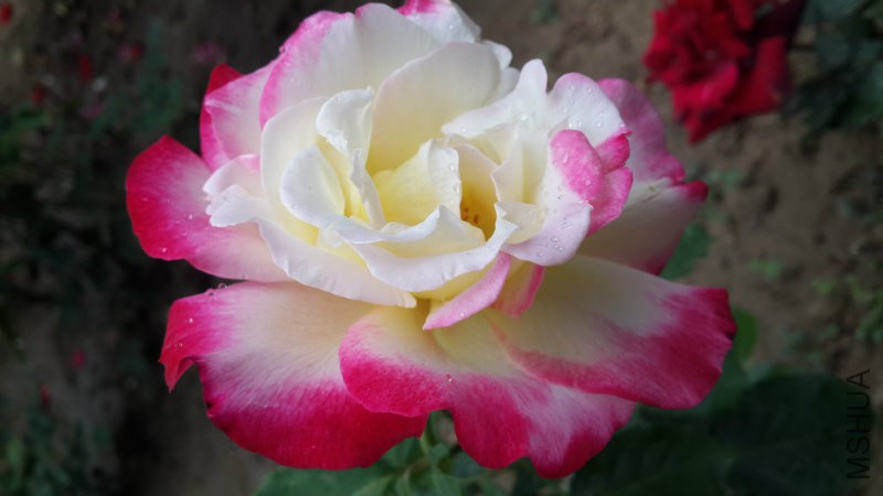 20160523_150536.jpg