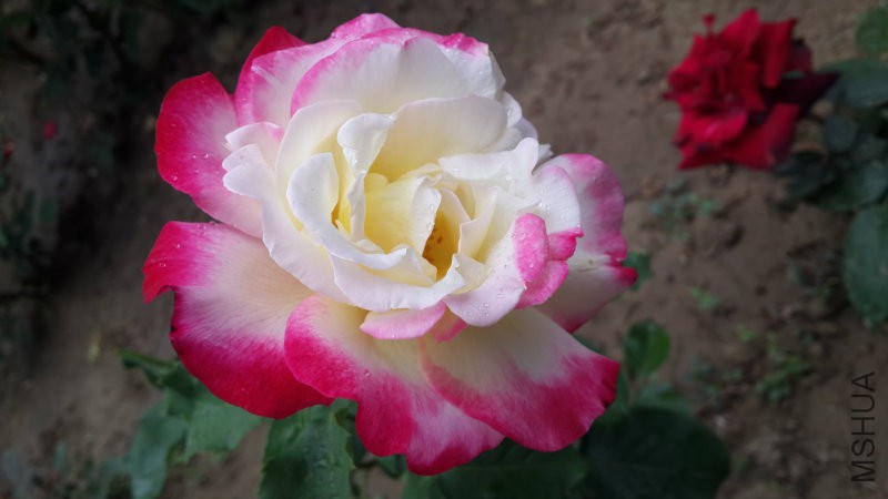20160523_150611.jpg