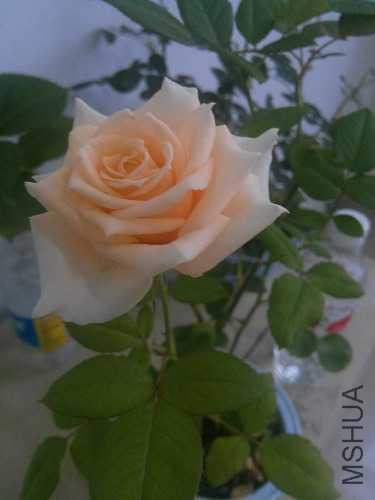 IMG_20160524_180541.jpg