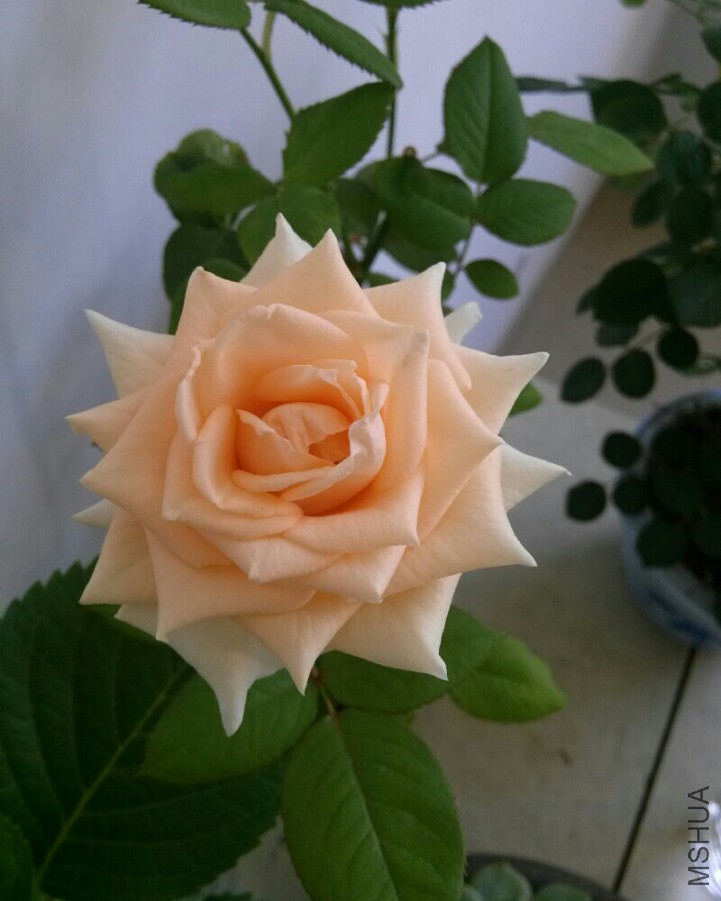 bmz_20160525T014849.jpg