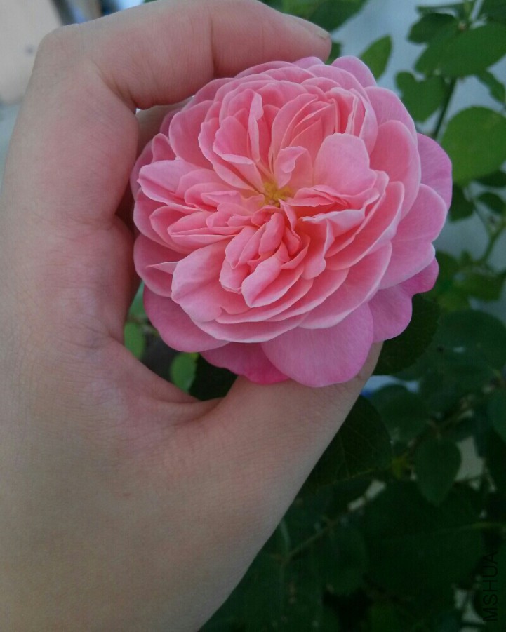 bmz_20160525T015336.jpg