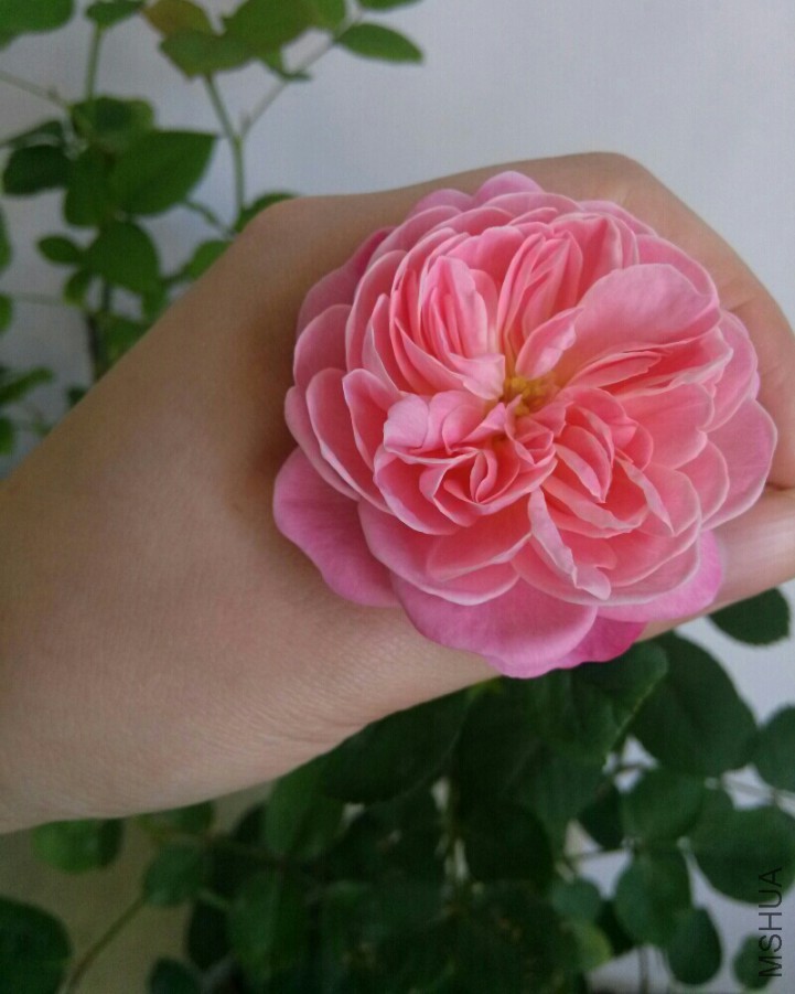 bmz_20160525T015054.jpg