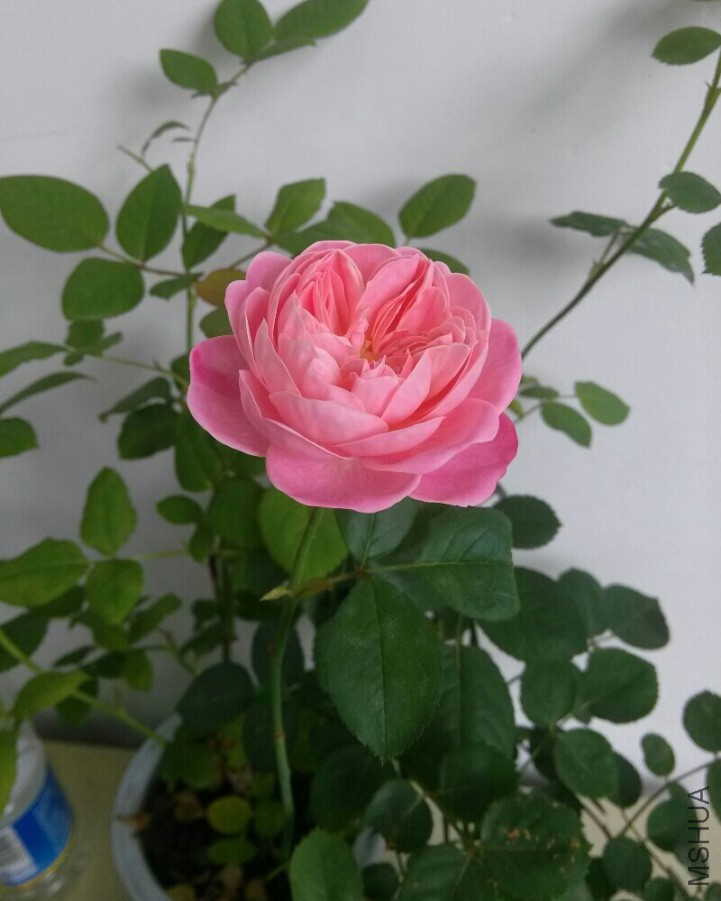 bmz_20160525T014913.jpg