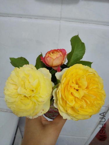 P_IMG_20160525_123625.jpg