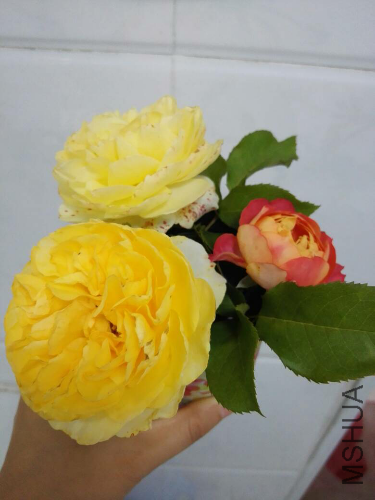 P_IMG_20160525_123613.jpg