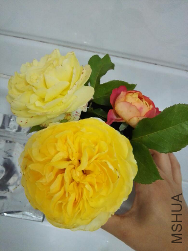 P_IMG_20160525_123658.jpg