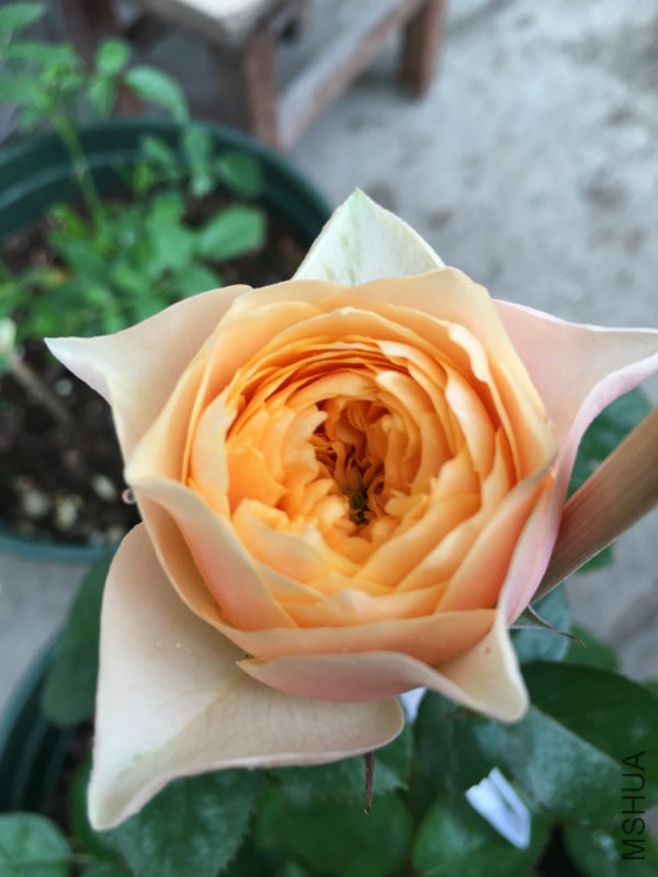 ����ɺ����