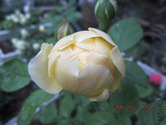 IMG_6298.JPG