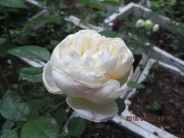 IMG_6300.JPG