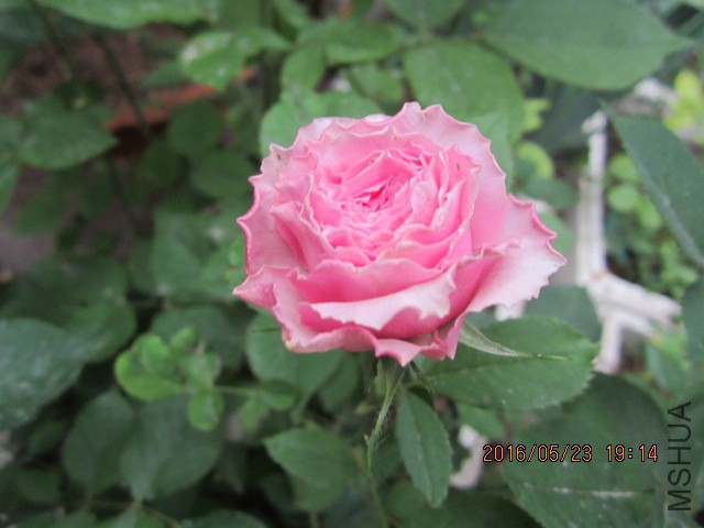 IMG_6293.JPG