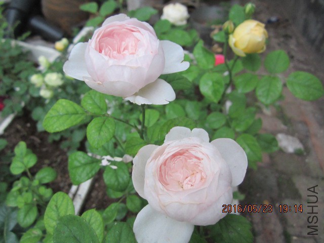 IMG_6296.JPG