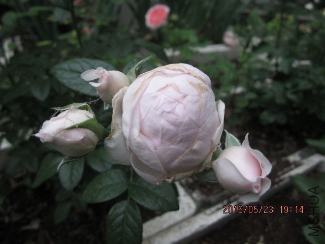 IMG_6295.JPG