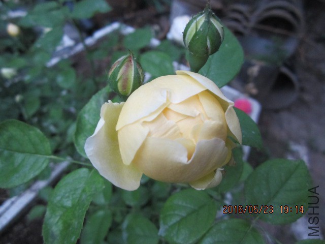 IMG_6297.JPG