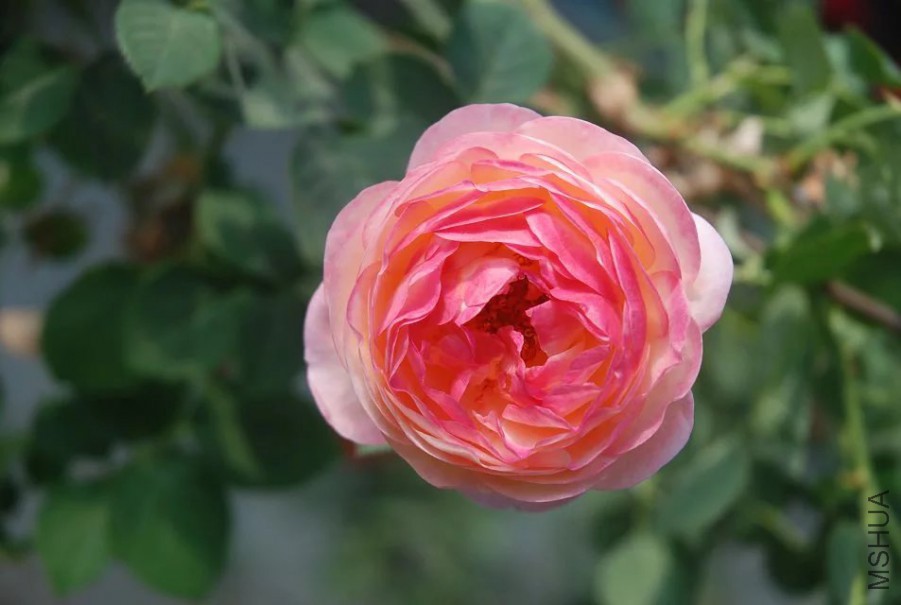 psb (8).jpg