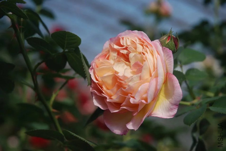 psb (9).jpg