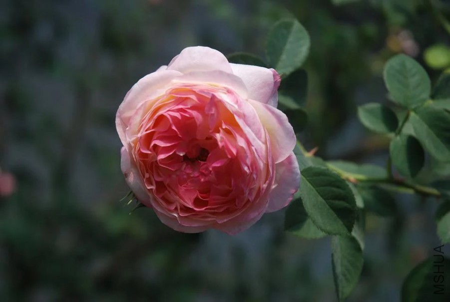 psb (7).jpg