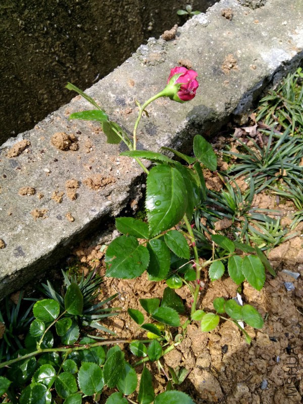 IMG_20160501_104920.jpg