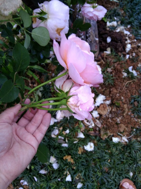 IMG_20160501_183004.jpg