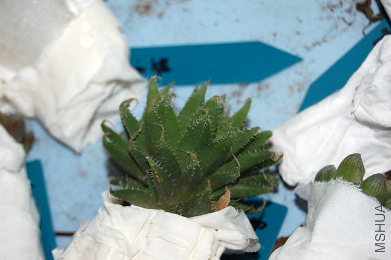 DSC_45240458.JPG