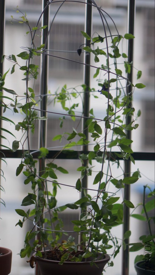 ��С��������