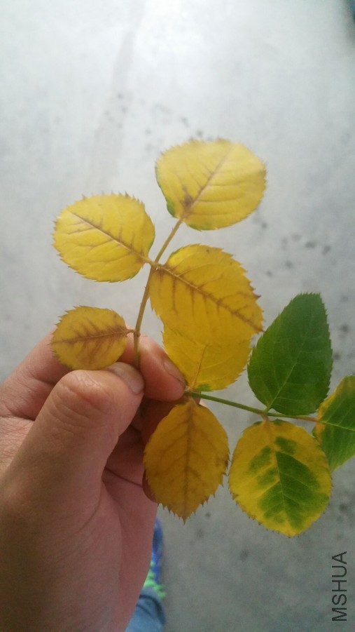 QQͼƬ20160526161532.jpg