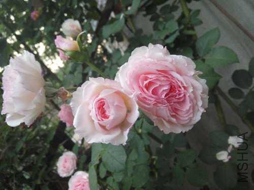 IMG_20160526_184238.jpg