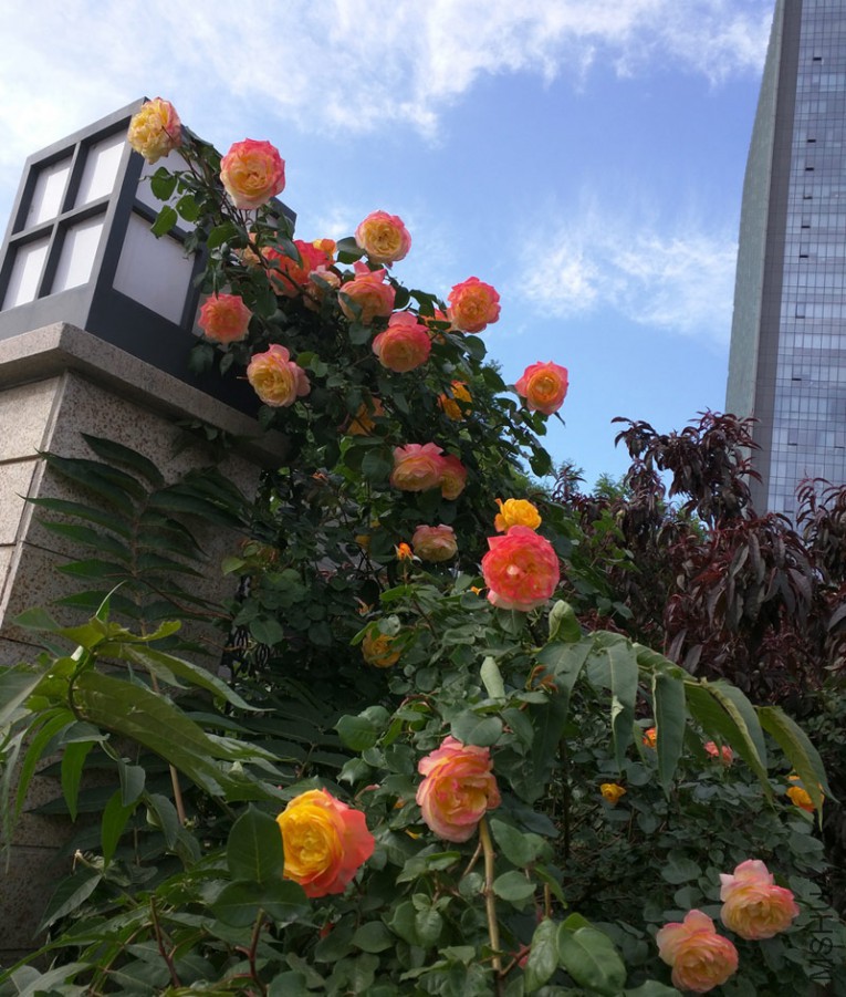 IMG_20160506_160158.jpg